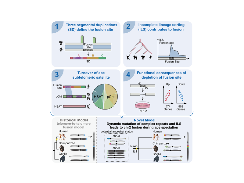 上海交大毛亞飛團隊研究解開現(xiàn)代人染色體融合之謎